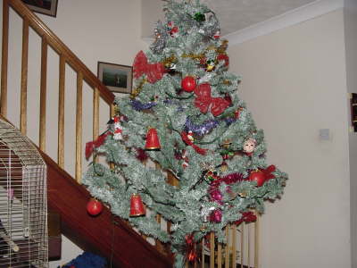 Christmas Tree In Hall
