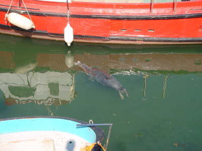 Seal in Harbour