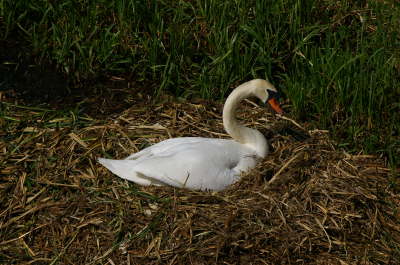Swans Nest 