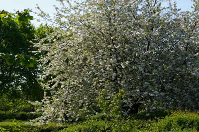 Tree In Bloom