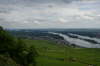 Vines and Rhine