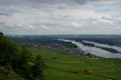 Vines and Rhine