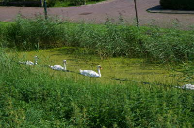 Swans at Marken Island