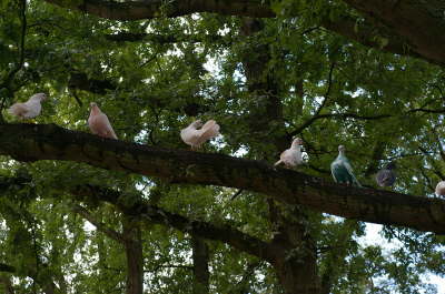 Coloured Doves